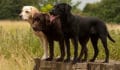 Labrador Retriever Breed: Characteristics, Care & Photos | BeChewy