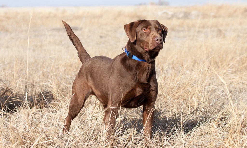 Why does my Lab dog walk between my legs? - Otter Tail Kennels