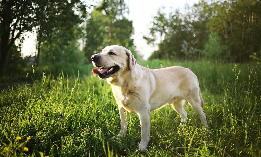 Why does my Lab dog walk between my legs? - Otter Tail Kennels