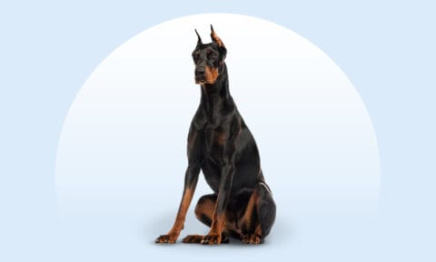 Doberman Vs German Shepherd Size