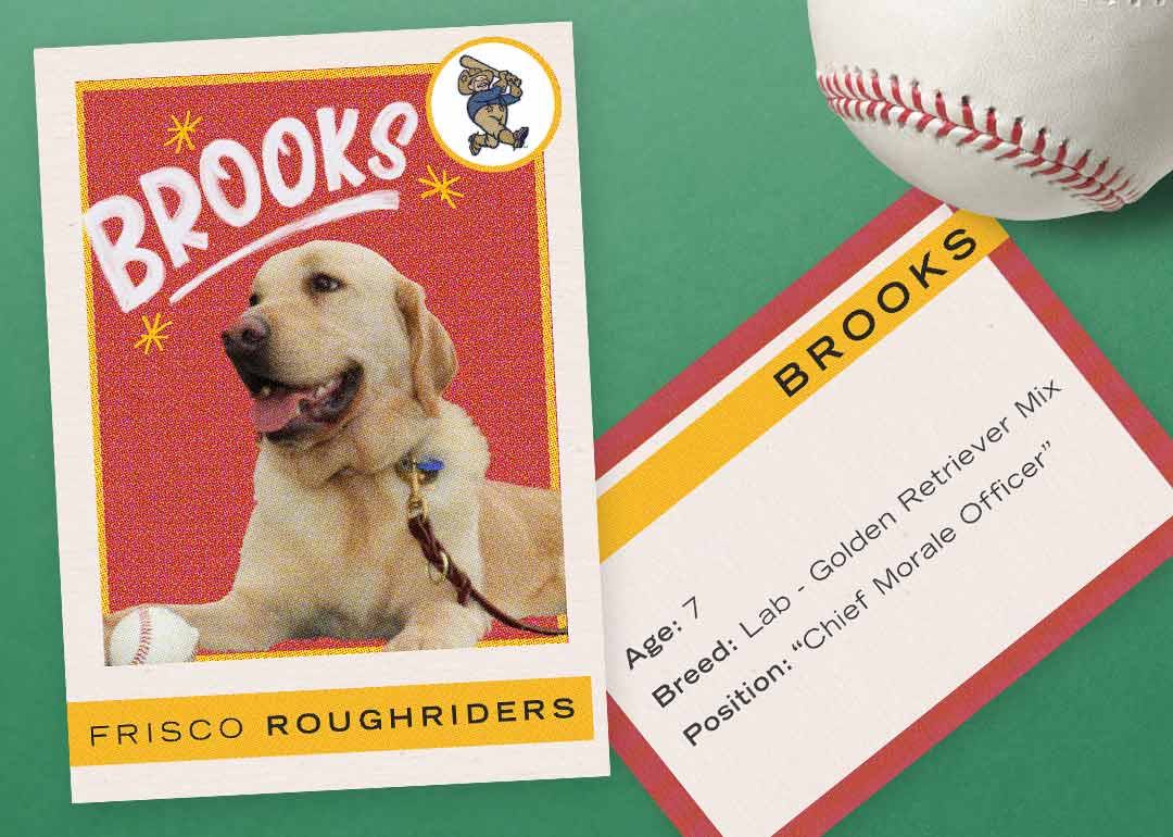 baseball dogs