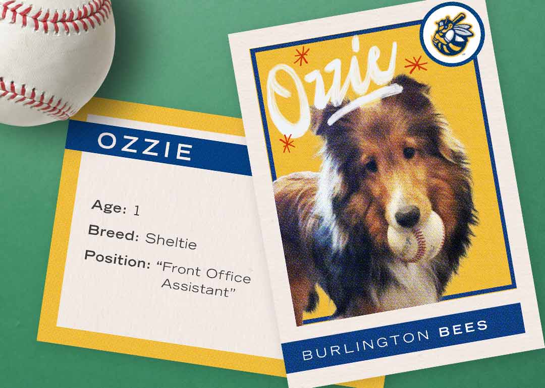 baseball dogs