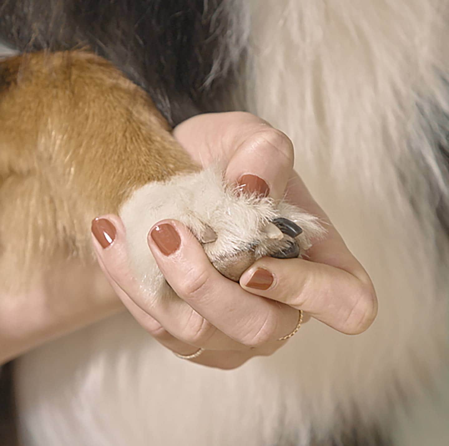 How to Cut Dog Nails: Step-By-Step Tips from a Professional Groomer |  BeChewy