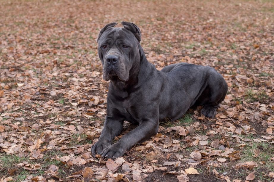 Brindle Cane Corso sitting on leaves. Ears cropped.