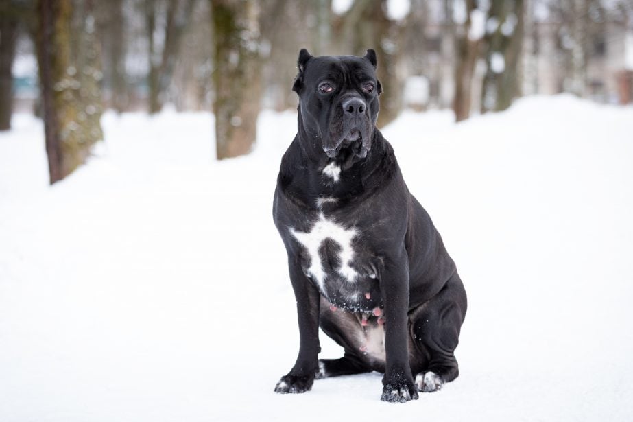 Adult Cane Corso in the woods in winter