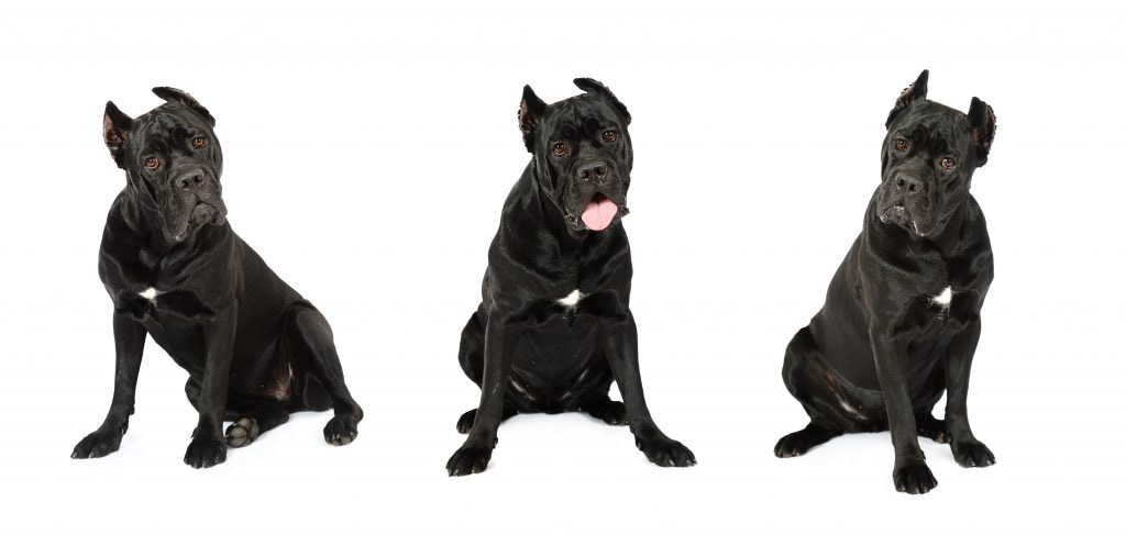 Three cane corso dogs in front of a white background