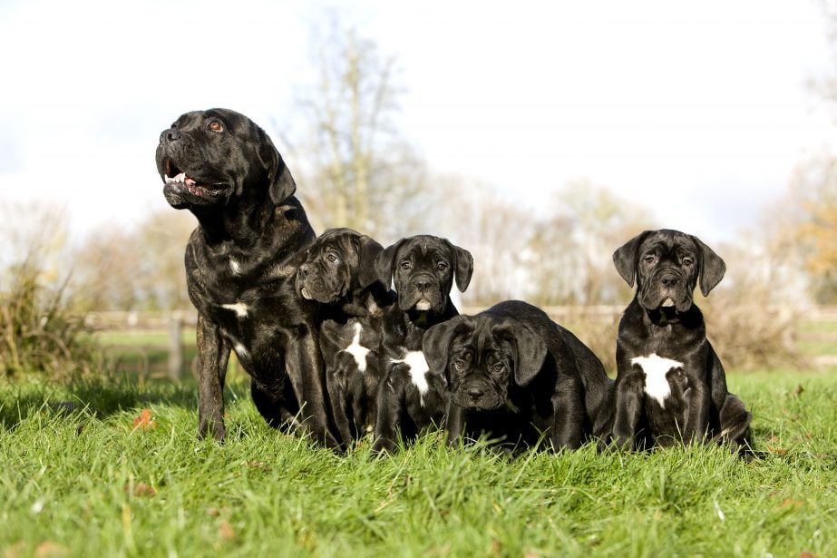 Cane Corso adult with puppies outside in grass