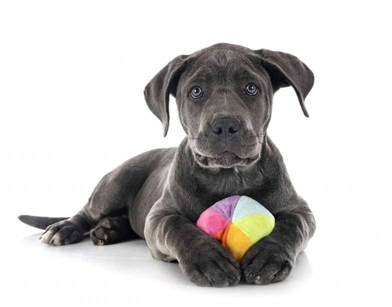 Cane Corso Puppy with multi colored toy