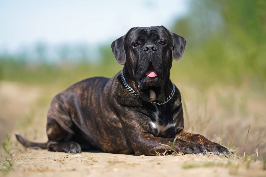 Brindle Cane Corso with uncropped ears