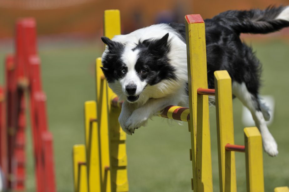 Border collie jumping over a yellow gate with a striped pole