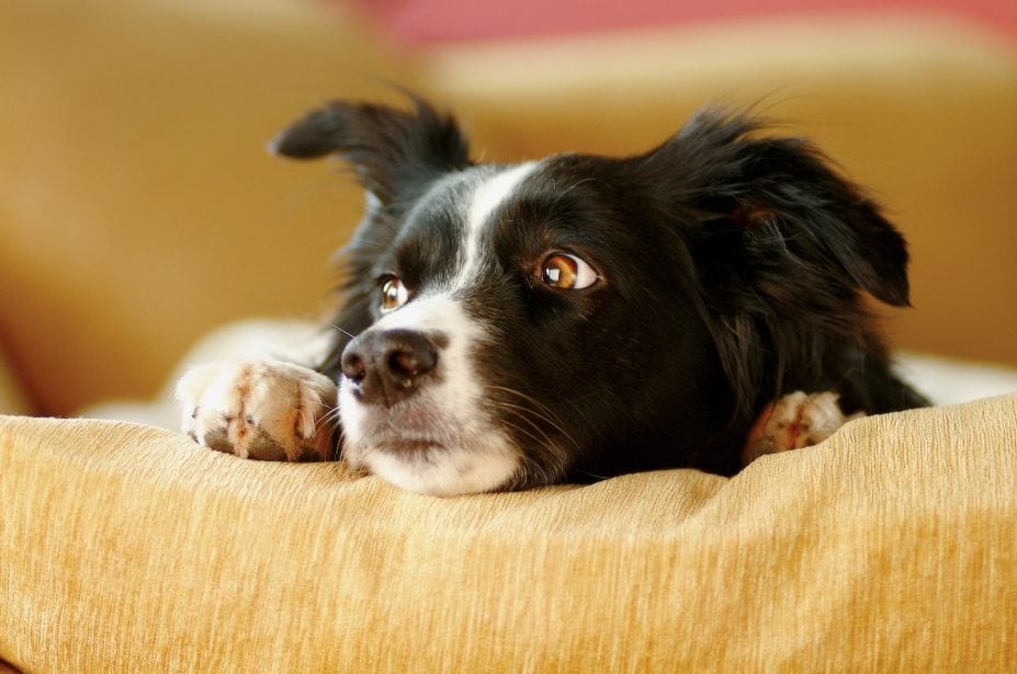Close up of border collie's face. Dog is lying down on an orange couch.