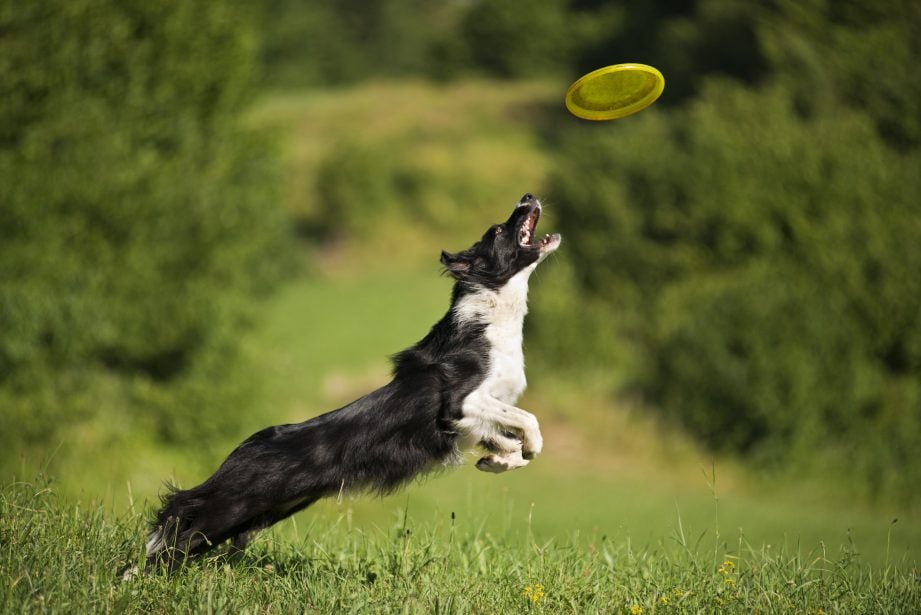 Border collie leaping for frisbee in a grassy field
