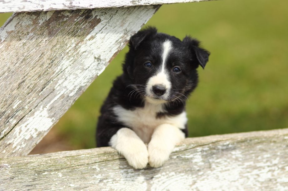 Young border collie resting front paws on fence