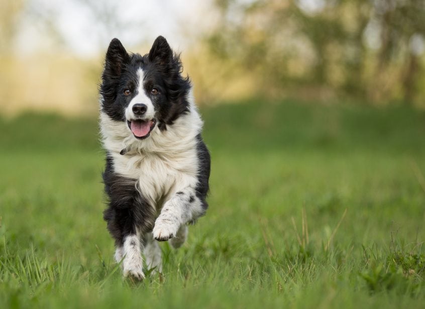 Border collie running through grass headed directly at camera