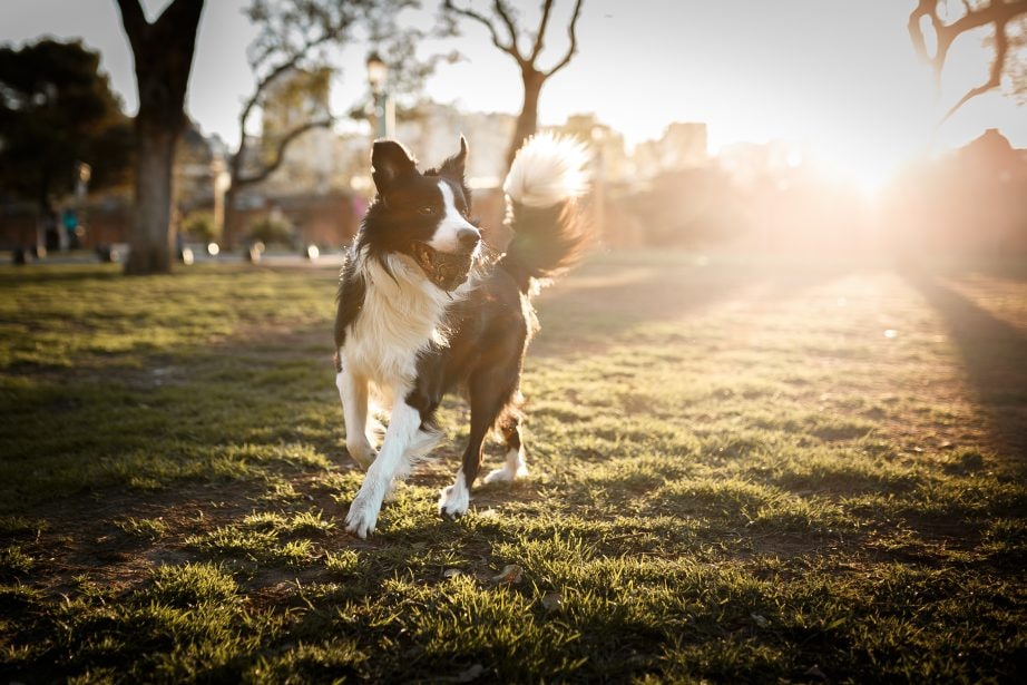 Border collie carrying a ball in a field with sun behind