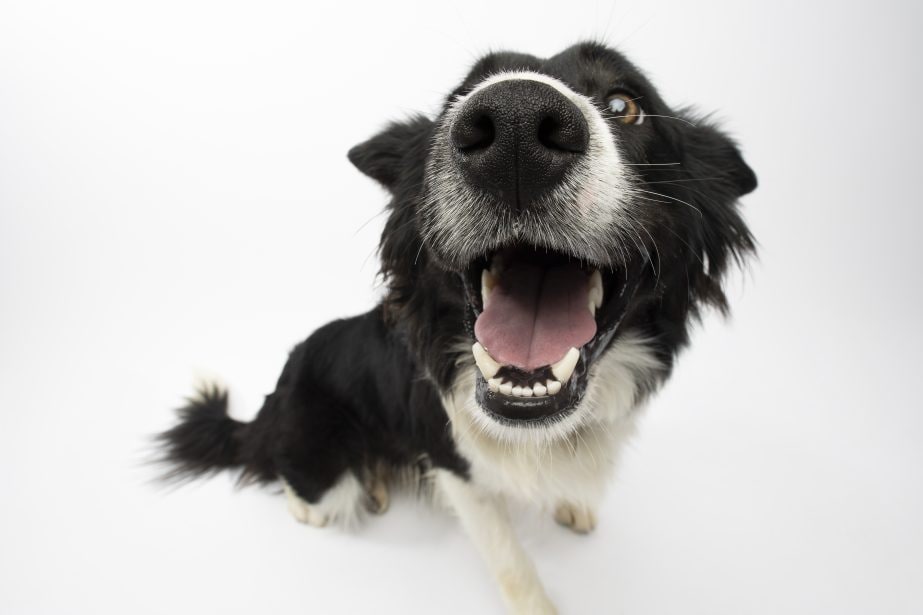 Close up of border collie's nose and mouth