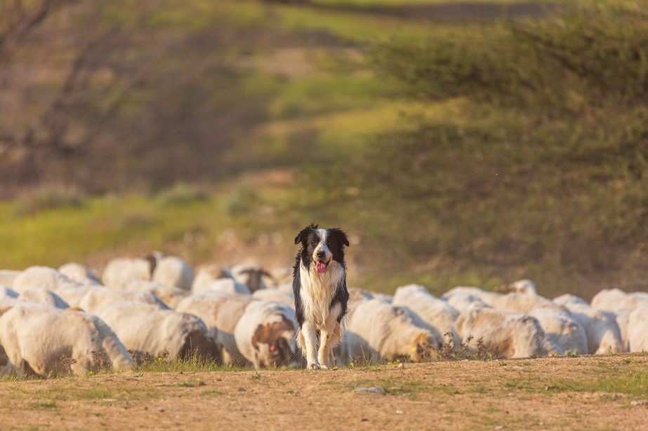 Border collie in grassy field in front of a flock of sheep