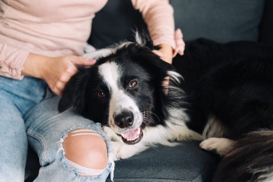 How much to feed a cheap border collie puppy