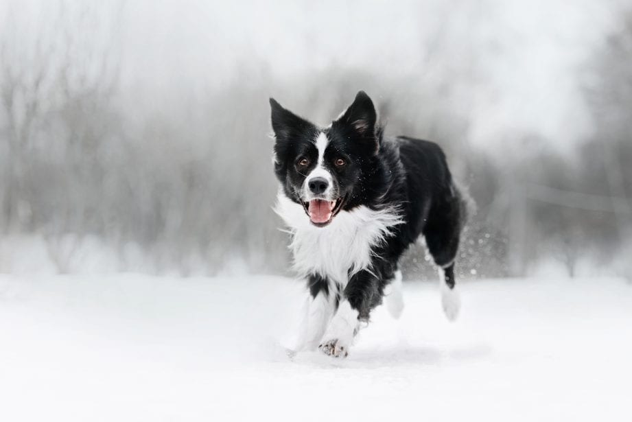 Border Collie Breed: Characteristics, Care & Photos