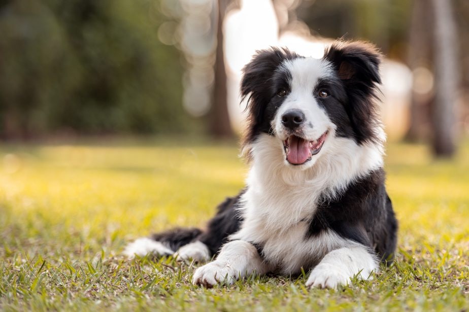 where do collies fall on the dog intelligence list