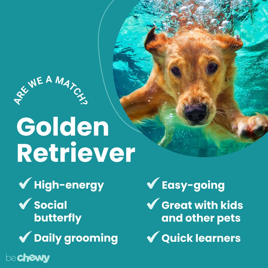 what are the bad traits of a golden retriever? 2