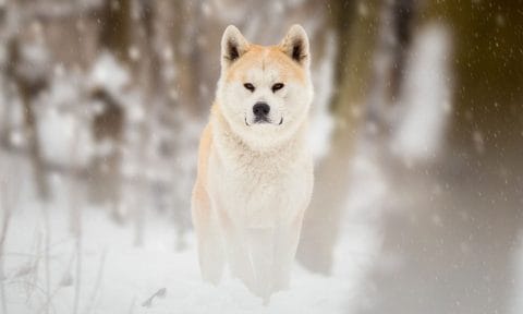 can a samoyed and a akita be friends