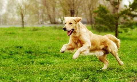 Golden Retriever: Is it the Right Dog Breed for You? | BeChewy