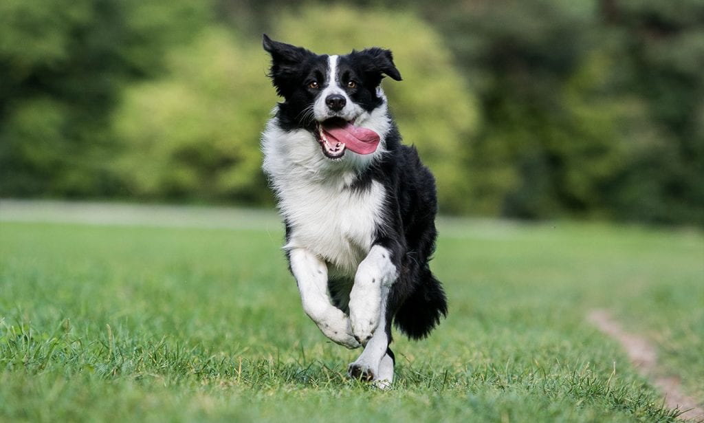 Border Collies commonly have black and white coats. Bred for sheepherding, they require exercise and attention. 