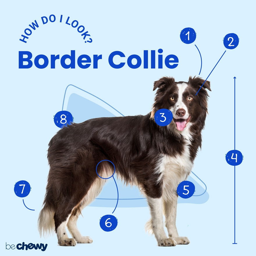 Tranquility finansiere hente Border Collie Breed: Characteristics, Care & Photos | BeChewy
