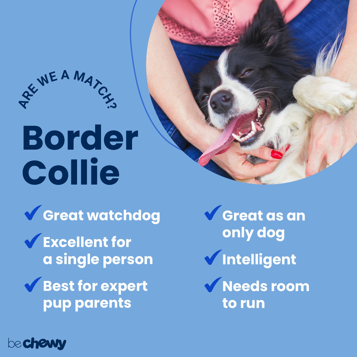 Border Collie Dog Breed Information & Characteristics