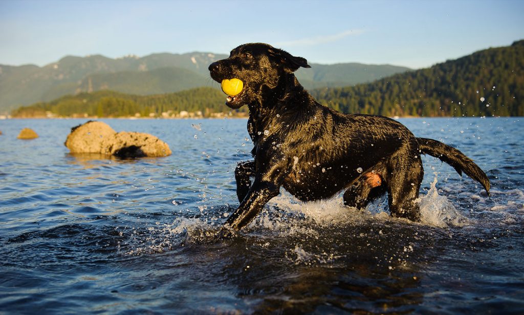 Labradors are high-energy dogs who love water and having something to do. Get all the facts in our handy guide.