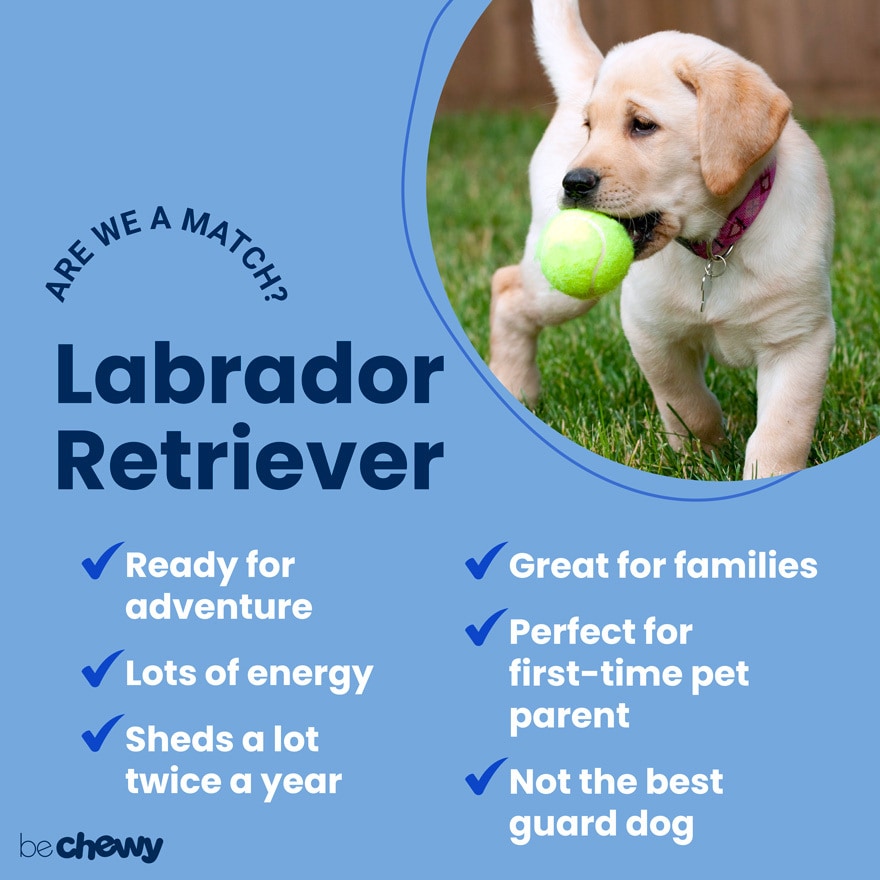 are labrador retrievers good dogs