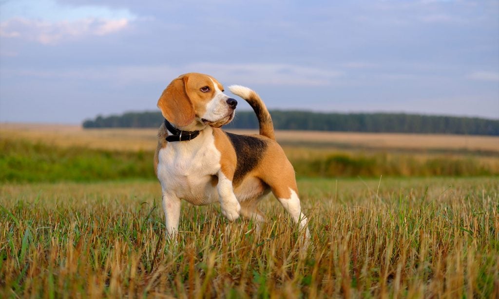 beagle in tall grass