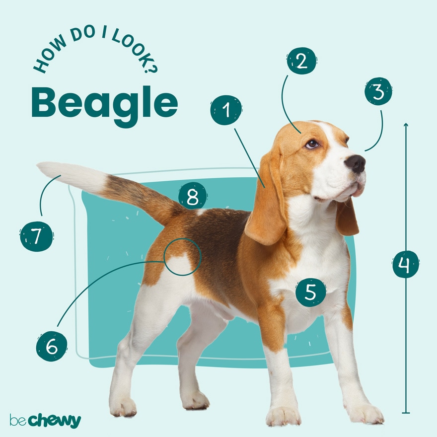 Beagle Size Guide, Chart, And Calculator: How Big Do Beagles Get ...