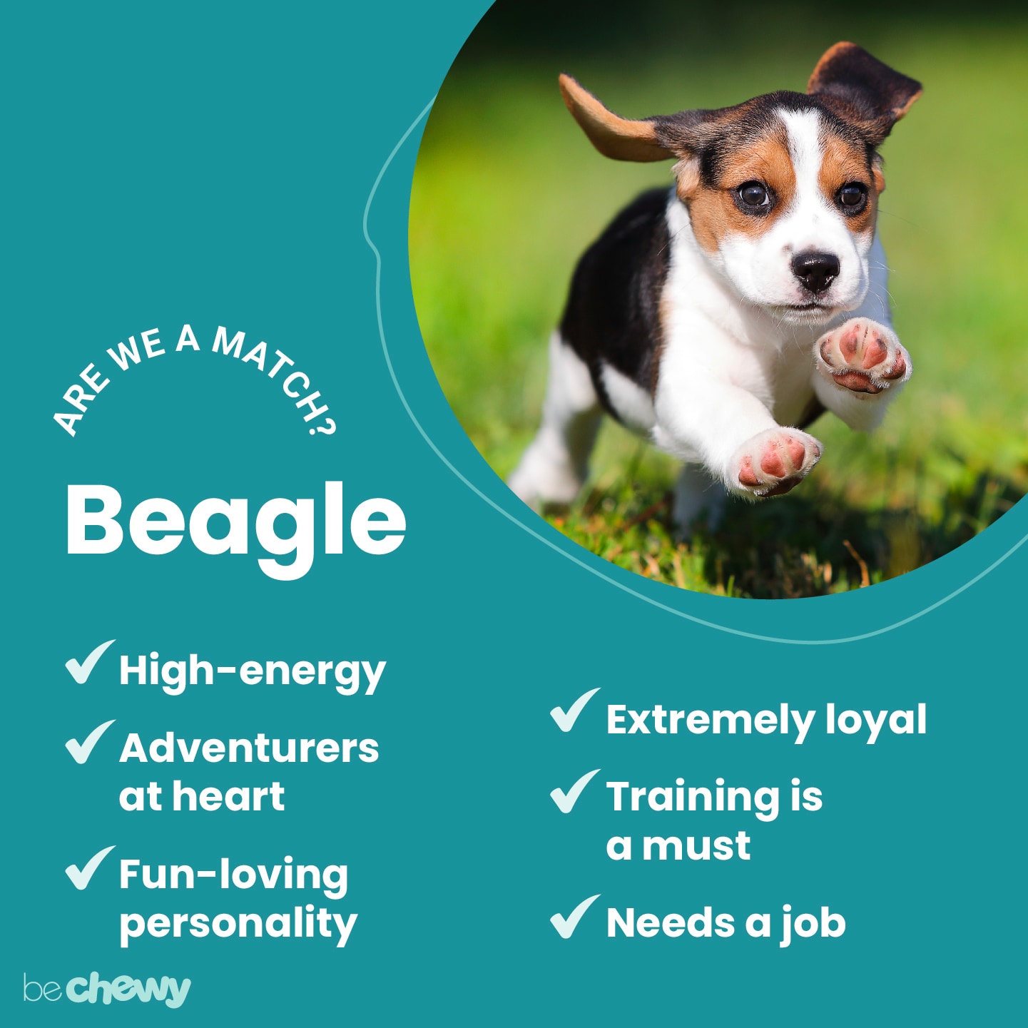 what are the personality traits of a beagle? 2