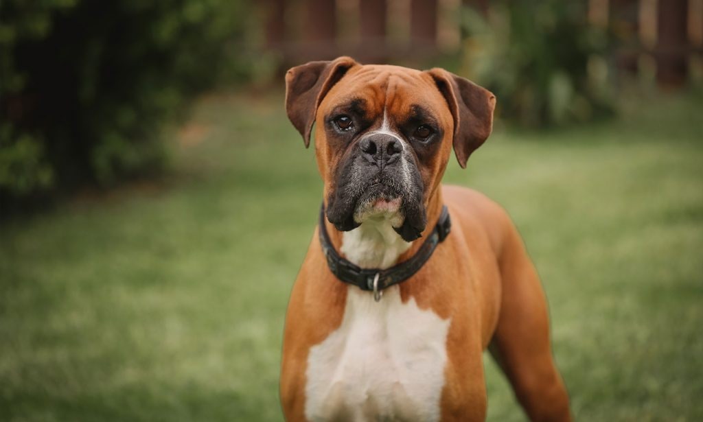 A Boxer is an athletic dog with a goofy side who is ready to love your family.