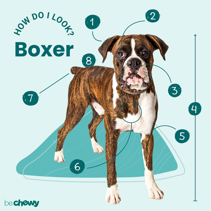 Boxer Dog Breed: Characteristics, Care & Photos