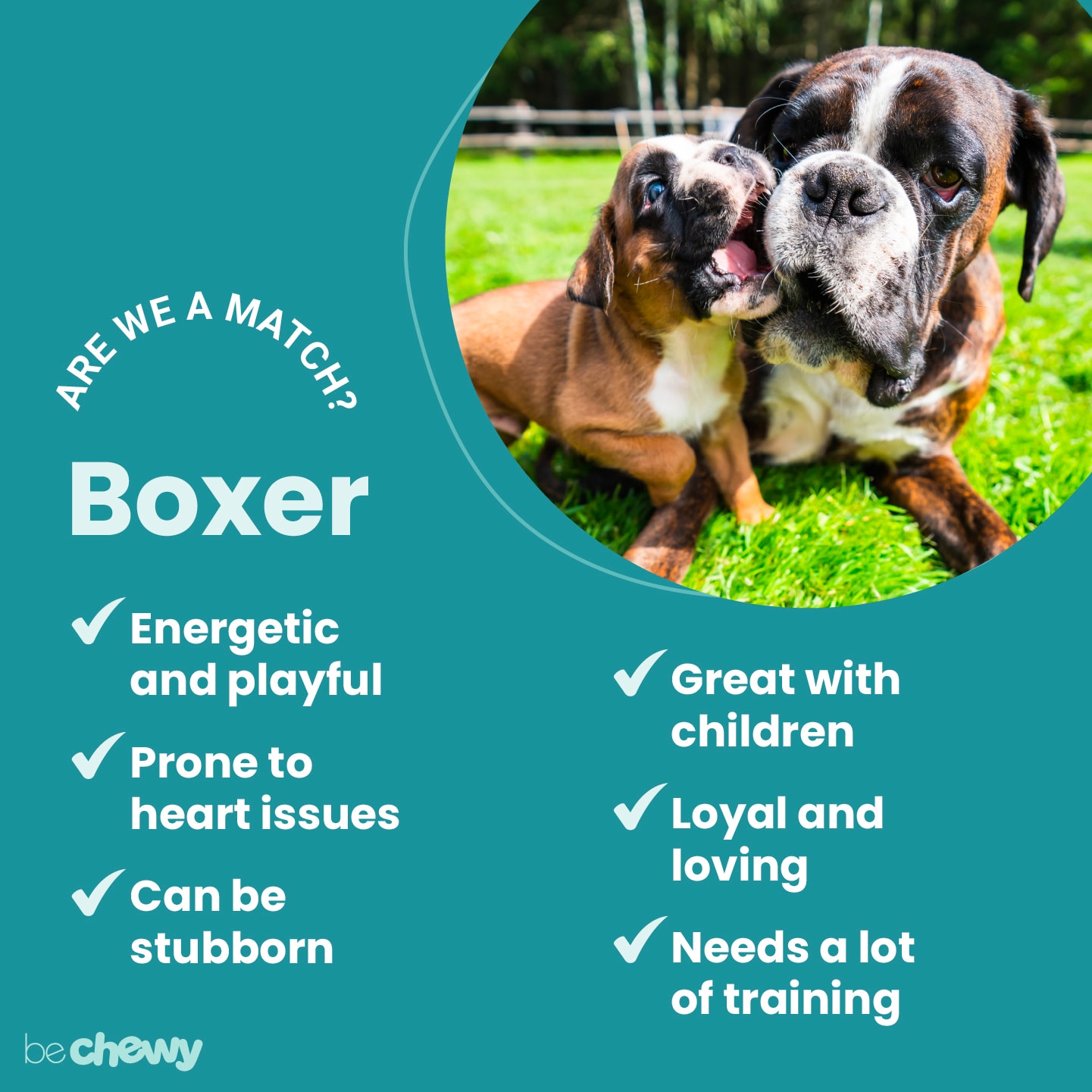 are boxers good with toddlers