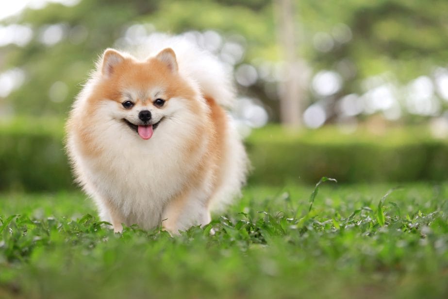 Pomeranian Dog Breed: Characteristics, Care & Photos | BeChewy