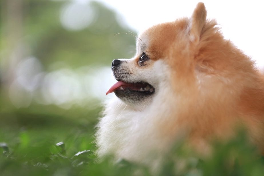Pom-Chi Dog Breed Health, Temperament, Training, Feeding and