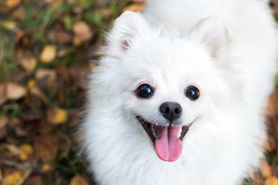 Pomeranian Dog Breed: Characteristics, Care & Photos | BeChewy