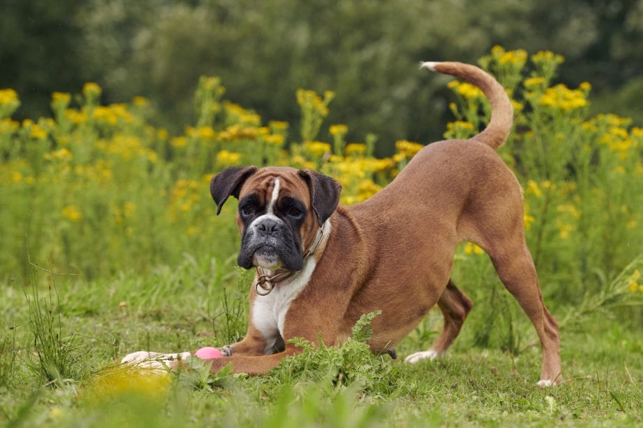 Brindle Boxer dog with natural ears and undocked tail standing outdoors on  a leash in autumn Stock Photo