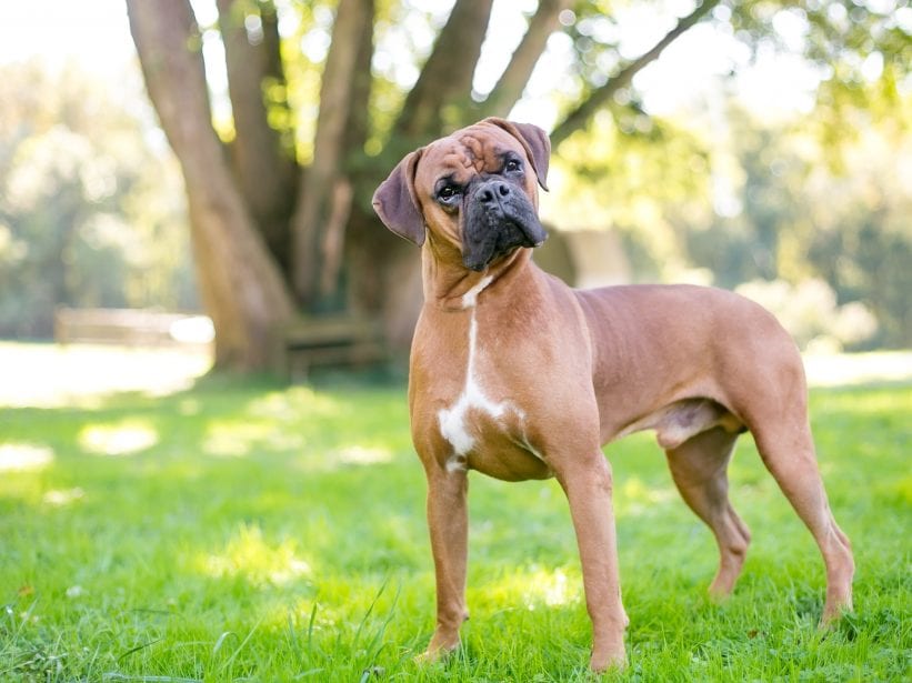 Training of Miniature Boxer hybrid dog   Boxer puppies, Boxer puppy,  Boxer dogs brindle
