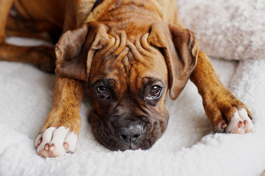 Miniature Boxer Dog Breed Information and Pictures