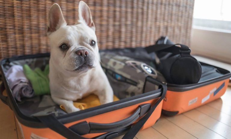 The 10 Best Dog Destinations for Vacations With Your Pet | BeChewy