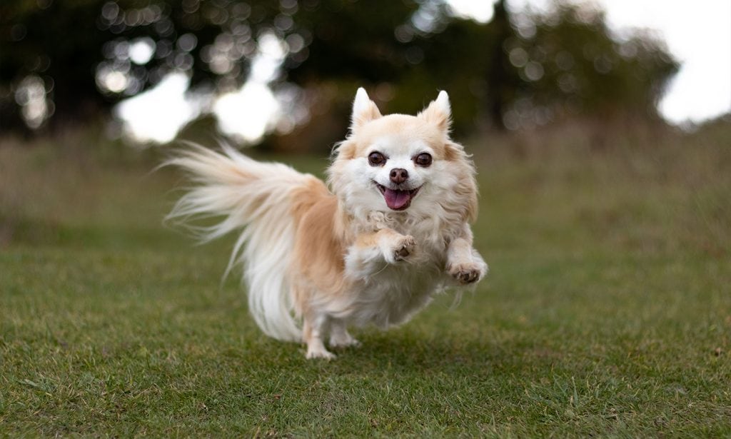 Chihuahua Chihuahua Dog