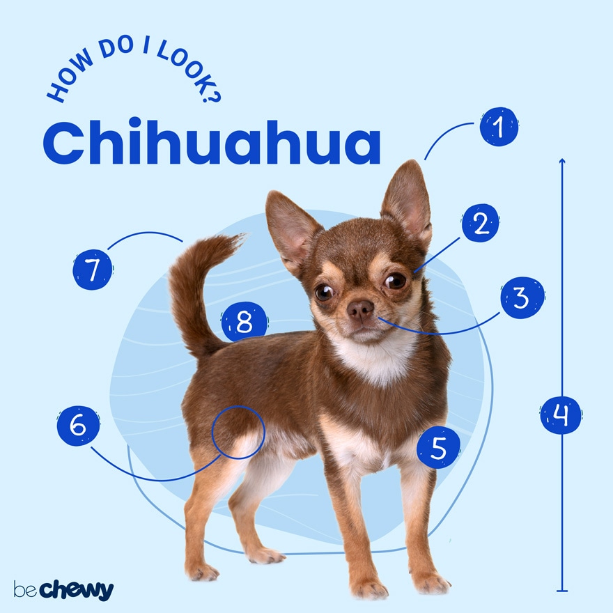 where to pet a chihuahua? 2