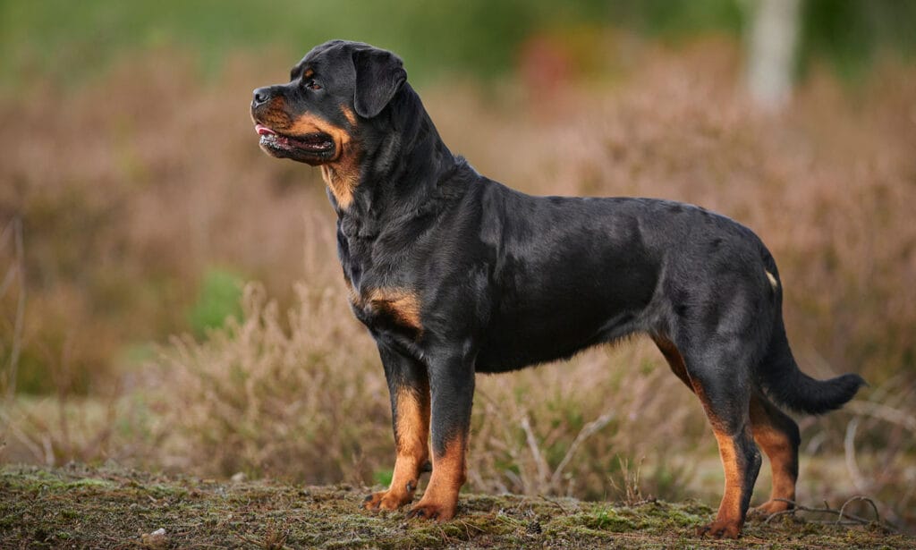 https://media-be.chewy.com/wp-content/uploads/2021/04/23135029/rottweiler-dog-breed-portrait-1024x615.jpg