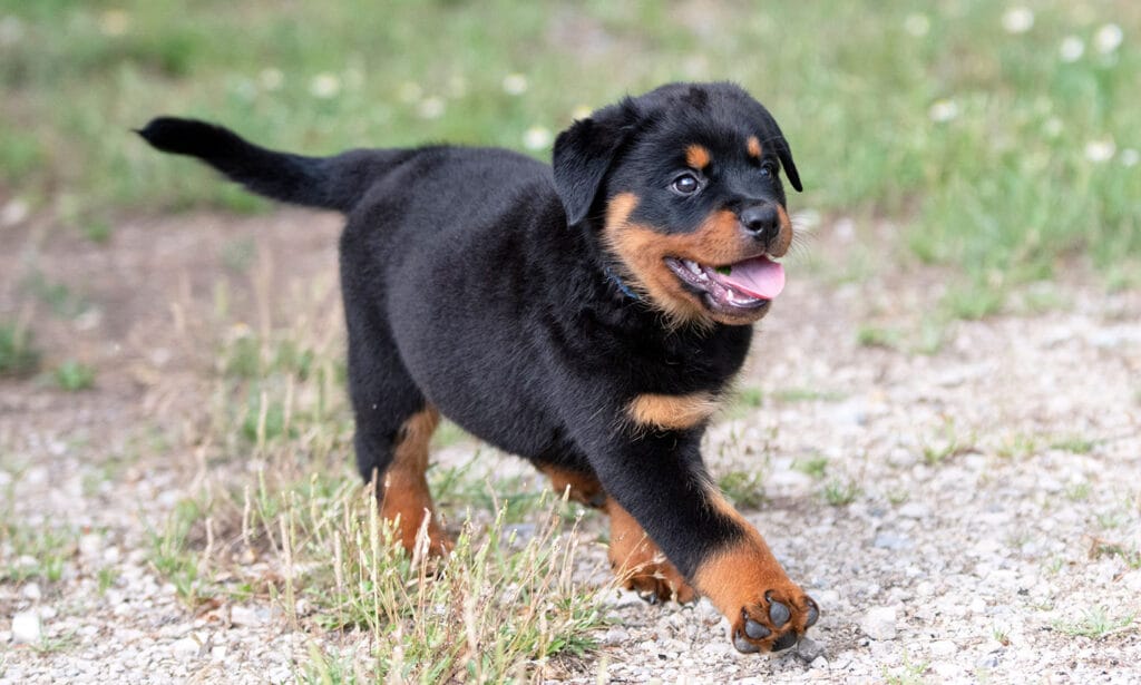 https://media-be.chewy.com/wp-content/uploads/2021/04/23135126/rottweiler-puppy-1024x615.jpg