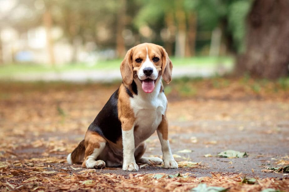 Beagle Dog Breed Characteristics Care